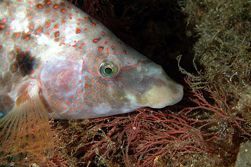 Symphodus tinca